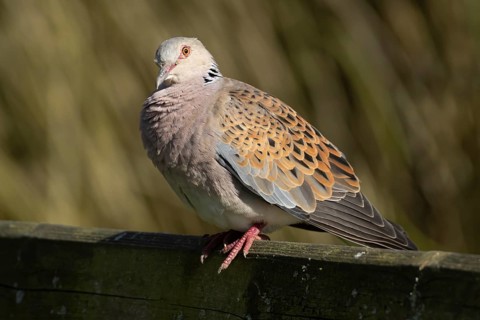 European turtle dove (Streptopelia turtur) adult bird on a fence, England, United Kingdom
