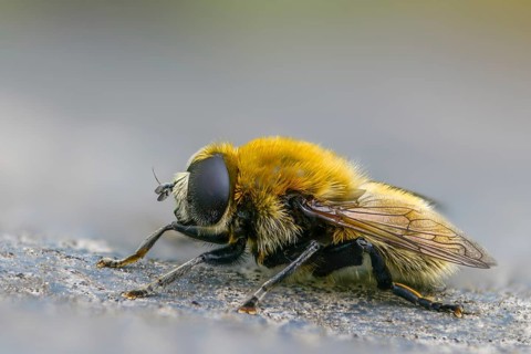 Common daffodil hoverfly, large narcissus fly, merodon equestris, narcissus bulb fly, onion