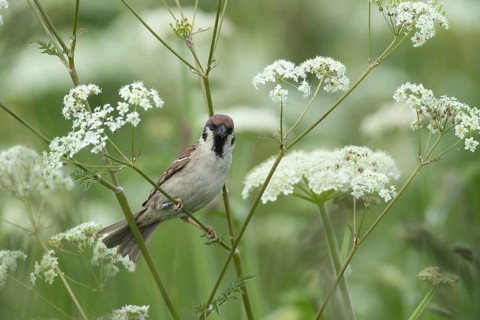 Tree sparrow (Passer montanus) adult bird on a Cow parsley plant stem, England, United Kingdom
