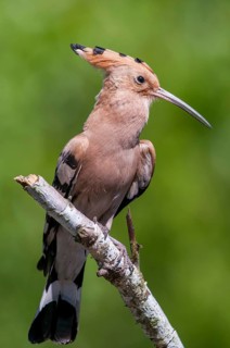 Brandenburg, Germany, hoopoe, Nabu, national natural heritage, natural paradise Grünhaus, upupa