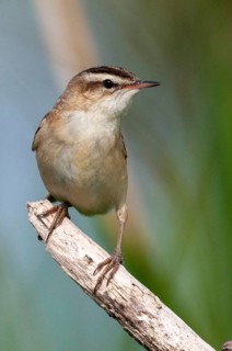Acrocephalus Schoenobaenus, Sedge Warbler, Birds, High Size, Portrait, Passeri, Songbirds, Birds,