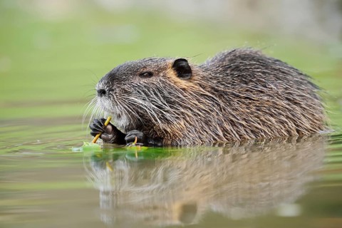 A nutria, beaver rat or swamp beaver (Myocastor coypus) is sitting in the water eating leaves,
