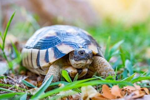 Hermann's tortoise (Testudo hermanni) walking on the ground, wildlife, Sardinia, Italy