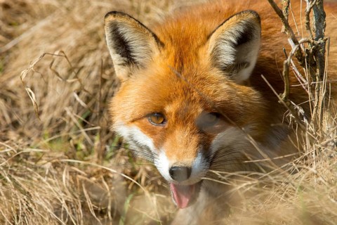 Carnivora, predators, red fox, vulpes vulpes, fox, mammals, raptors, mammals, mammals
