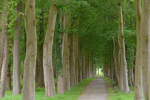 Tree-lined avenue, deciduous trees, European beech (Fagus sylvatica), Lütetsburg Castle Park, East