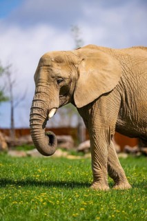African bush elephant (Loxodonta africana) on a meadow, captive, distribution Afrika