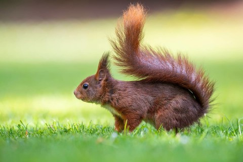 Squirrel (ciurus vulgaris), cute, Vechta, Lower Saxony, Germany