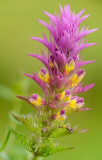 Field quail wheat, brown root family, melampyrum arvense, orobanchaceae, scrophulariaceae, summer