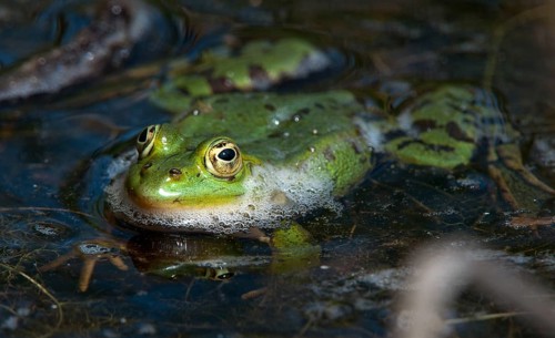 Green frog, pelophylax spec., rana spec., water frog, amphibians, amphibians, frog, frog, frogs,
