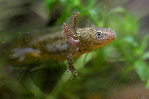 Great Crested Newt, Crested Newt, Northern Crested Newt, Triturus Cristatus, Amphibians,