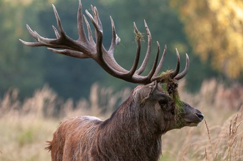 Artiodactyla, Cervus Elaphus, even-toed ungulate, cloven-hoofed, red deer, red deer, rotting, deer,
