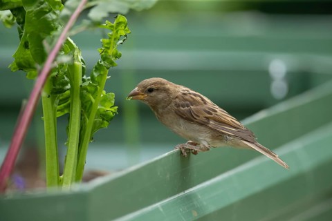 House sparrow (Passer domesticus) adult garden bird feeding on a Swiss chard vegetable plant,
