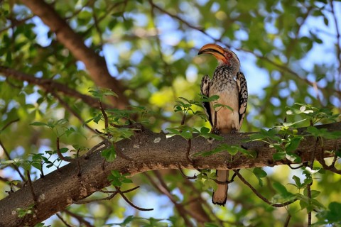 Red-ringed Hornbill (Tockus leucomelas), Southern Yellow-billed Hornbill, adult, perched on a tree,