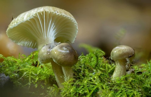 Black-spotted waxy cap, hygrophorus odoratus, hygrophorus pustulatus, pustular snail, snail,