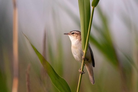 Acrocephalus Schoenobaenus, Sedge Warbler, Birds, Passeri, Songbirds, Birds, Warbler