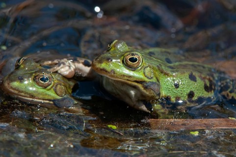 Marsh Frog, Pelophylax Ridibunda, Pelophylax Ridibundus, Rana Ridibunda, Sea Frog, Amphibian, Frog,