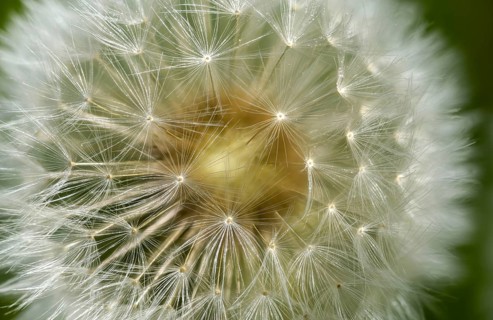 Asteraceae, common dandelion, daisy, dandelion, dandelion, dandelion, taraxacum officinale agg.,