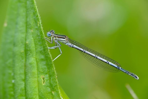 Azure damselfly, blue feather dragonfly, platycnemis pennipes, white-legged damselfly, damselflies,