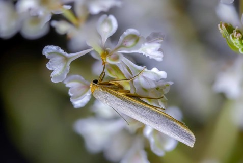 Eilema Complana, lichens, yellow-staying lichens, insects, moths, moths, moths, scarce footman,