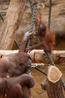 Urangutan (Pongo pygmaeus) with her young, captive, Germany