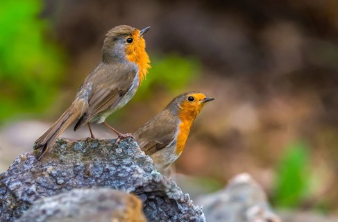 Erithacus rubecula, robin, robins, birds, passeri, songbirds, birds