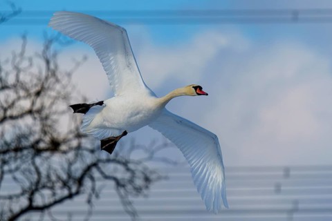 Mute Swan (Cygnus olor), wildlife, Germany, A swan flying against a cloudy sky with the dark