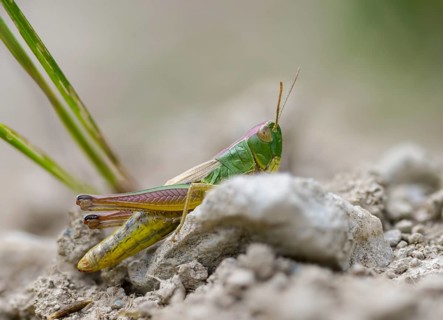 Acrididae, Caelifera, Chorthippus parallelus, field locusts, common grasshoppers, gomphocerinae,