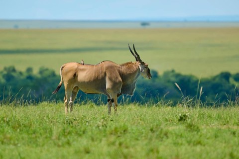An antelope stands on a vast green expanse with a distant horizon in the savannah, eland