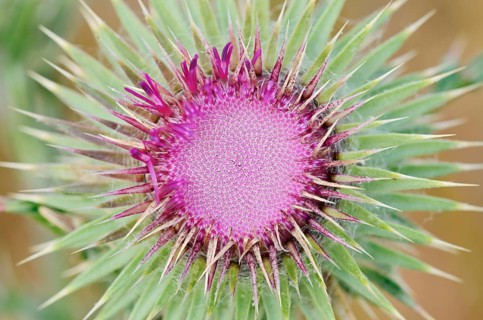 Musk Thistle (Carduus nutans), flower, North Rhine-Westphalia, Germany