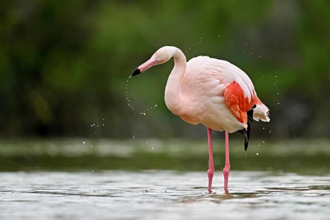 A greater flamingo (Phoenicopterus roseus), standing in the water, shakes its head, Camargue