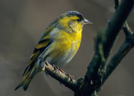 Carduelis spinus, siskin, spinus spinus, siskin, birds, leo, male, passeri, songbirds, birds