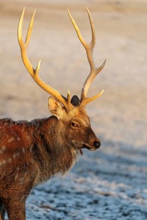 A male Dybowski deer (Cervus nippon hortulorum) stands in a snow-covered meadow at sunrise. China,