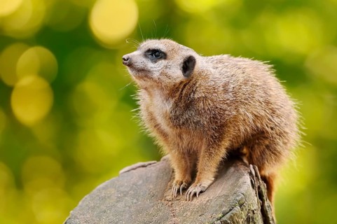 Meerkats (Suricata suricatta), in captivity, found in southern Africa