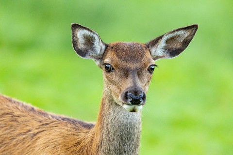 Red deer (Cervus elaphus) in captivity in Germany