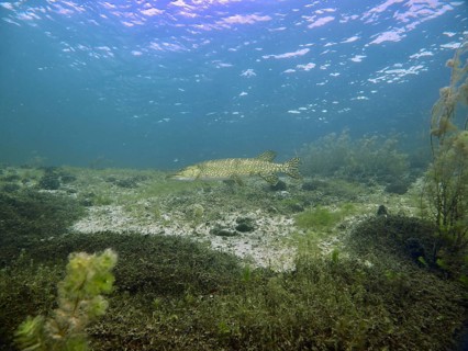 A pike (Esox lucius) swims over a sandy bed amongst sparse seaweed, a tranquil atmosphere, the