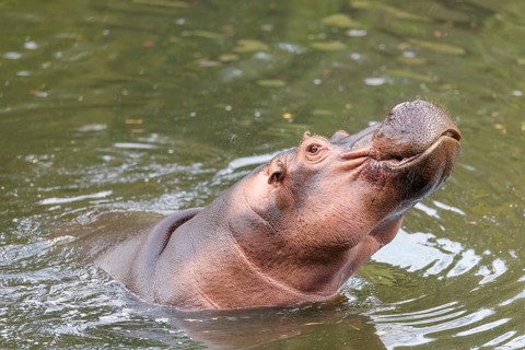 A fully grown male hippopotamus (Hippopotamus amphibius) shows aggression with its mouth wide open