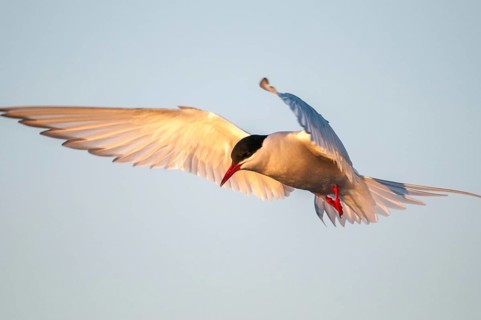 Arctic tern, arctic tern, Norway, sterna paradisaea, varanger, birds, charadriiformes, flying,