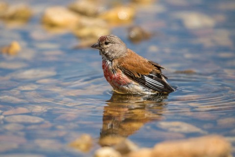 Acanthis cannabina, bloodtail, linaria cannabina, linnet, bath, bird bath, birds, hanfling, male,
