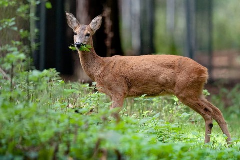 Artiodactyla, Capreolus capreolus, even-toed ungulate, cloven-hoofed, roe deer, mammals, mammals