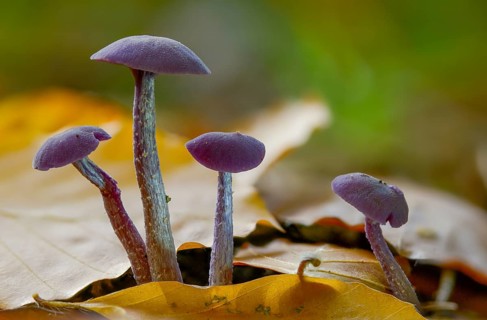 Amethyst deceiver, blue lacquer funnel, heather truffle relatives, hydnangiaceae, laccaria