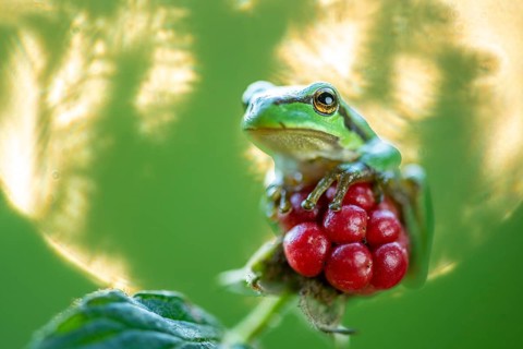 A tree frog (Hyla arborea) perched in a sunny spot, Ahlhorn, Lower Saxony, Germany
