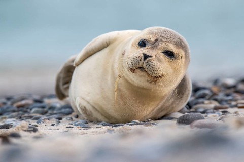 Seal (Phoca vitulina), North Sea, Heligoland, Schleswig-Holstein, Germany