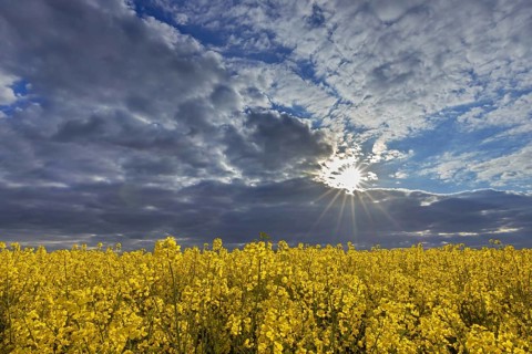 Yellow flowering rape field, rapeseed, oilseed rape, canola field at sunset with a cloudy sky in