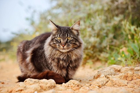 Maine Coon cat (Felis catus), Algarve, Portugal