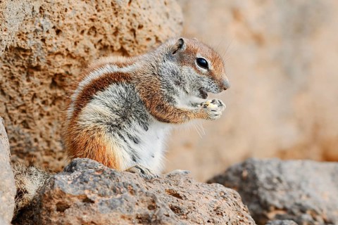 Atlantic ground squirrel or North African bristly ground squirrel (Atlantoxerus getulus),