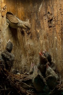 Eurasian Wryneck (Jynx torquilla) feeding chicks in nesting box, Saxony, Germany