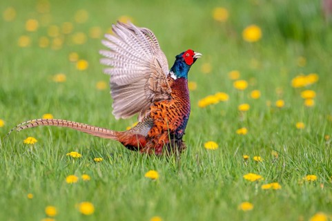 Courting pheasant (Common Pheasant), Dümmer, Lembruch, Lower Saxony, Germany
