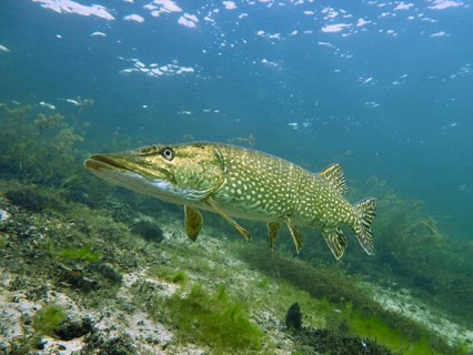 A pike (Esox lucius) swims above a sandy bed, surrounded by green aquatic plants, at the Parkhaus