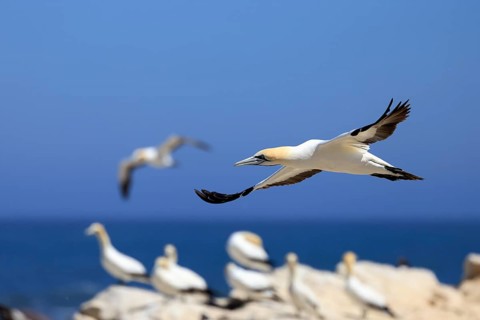 Cape Gannet (Morus capensis), adult, in flight, breeding colony, Lamberts Bay, Western Cape, South