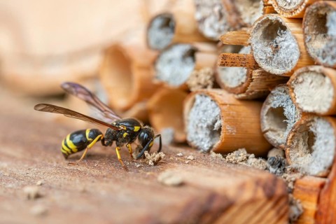 Large stem wasp, hymenoptera, clay wasp, wall clay wasp, Odynerus nidulator, Symmorphus murarius,